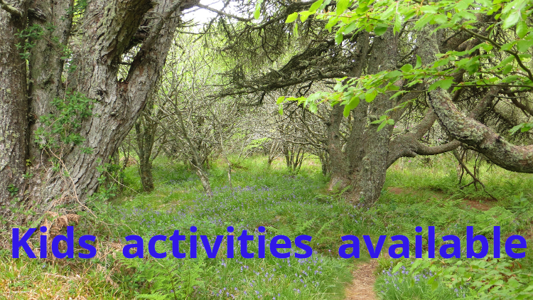 Lush forest at Rubha Phoil permaculture project on the Isle of Skye with text overlay reading “kids activities available,” highlighting child-friendly nature experiences
