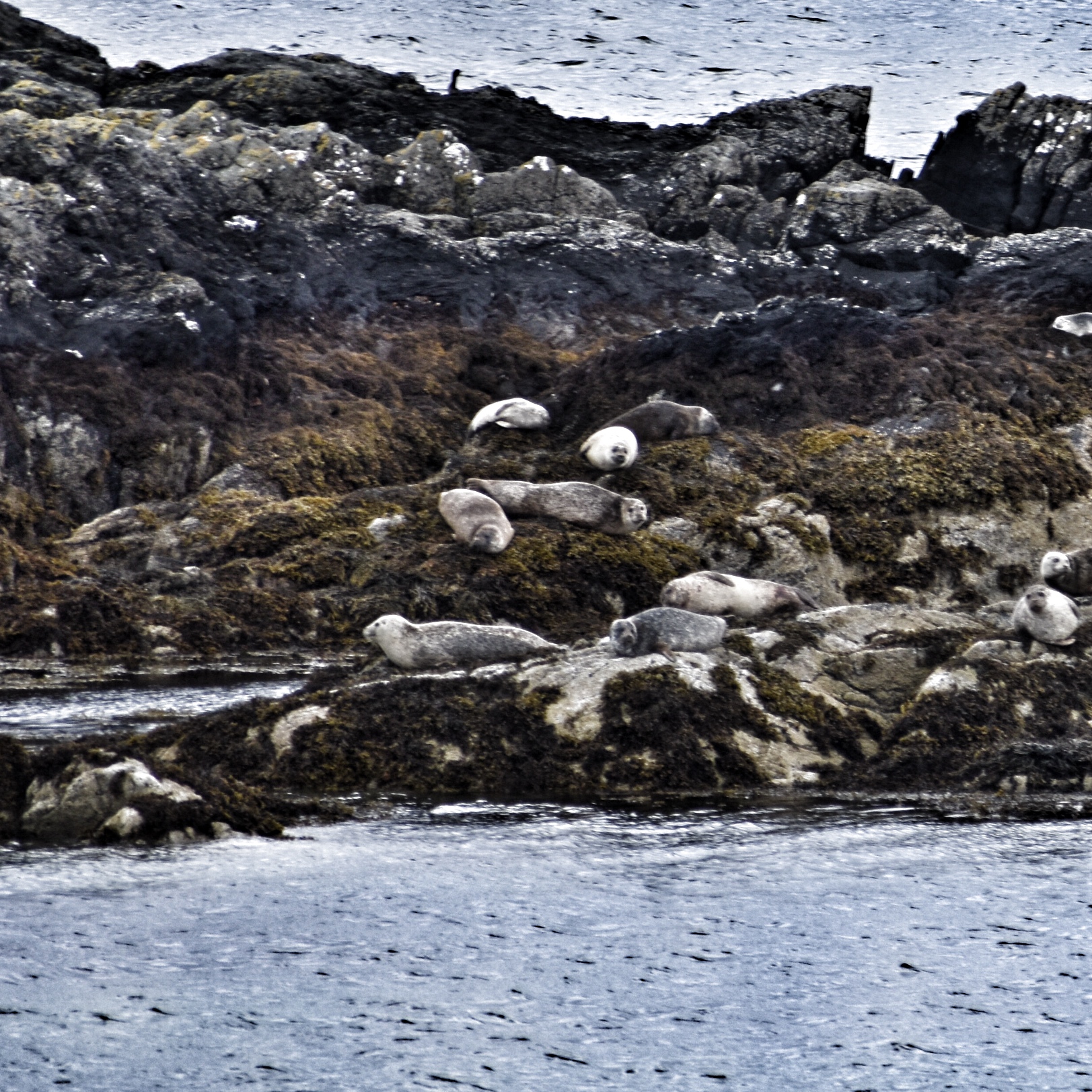 View of the nearby island from Rubha Phoil, with seals resting on the shoreline — a regular wildlife sighting on the Isle of Skye