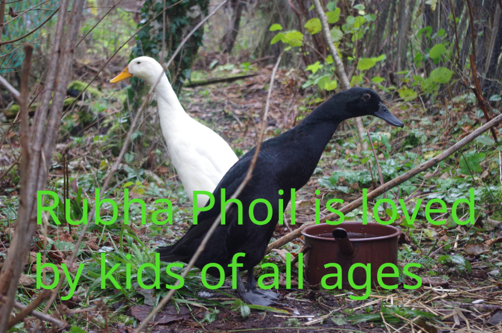Friendly ducks at Rubha Phoil permaculture project on the Isle of Skye, popular with children and animal lovers